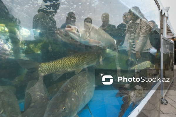 Neftçala rayonunda təşkil olunan balıq festivalı