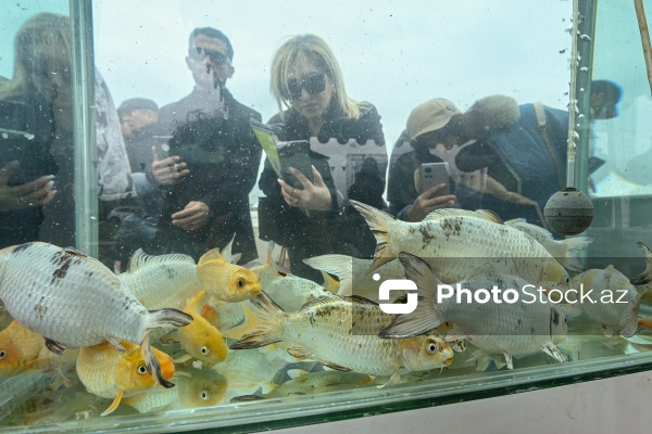Neftçala rayonunda təşkil olunan balıq festivalı