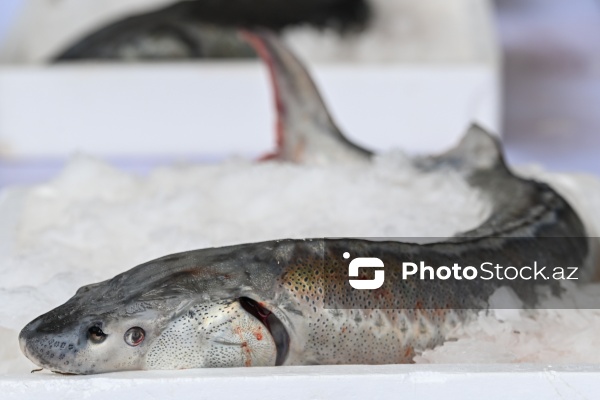 Neftçala rayonunda təşkil olunan balıq festivalı