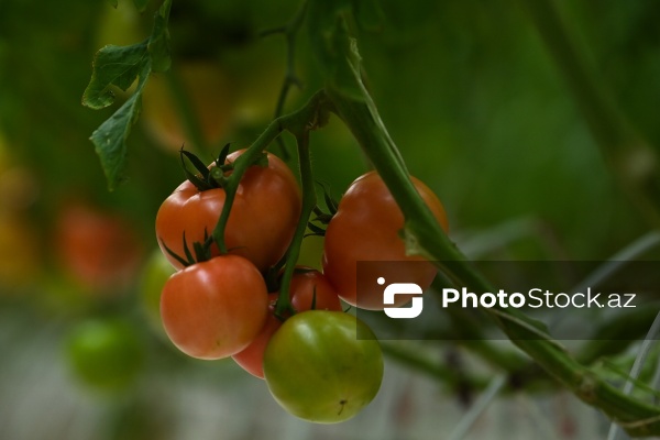 Pomidorların yetişdirildiyi istixana