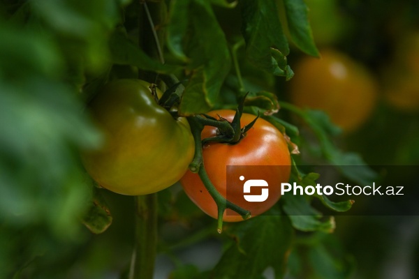 Pomidorların yetişdirildiyi istixana