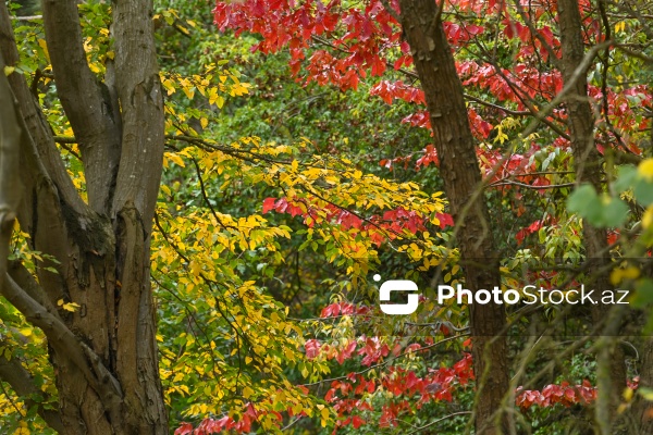 Payızın rənglərinə bürünən Mərkəzi Nəbatat Bağı
