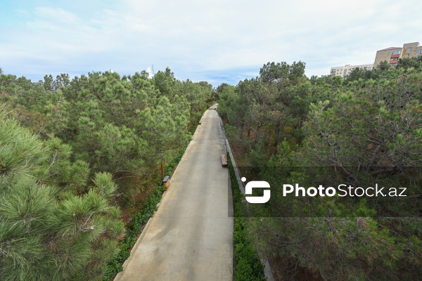 Payızın rənglərinə bürünən Mərkəzi Nəbatat Bağı