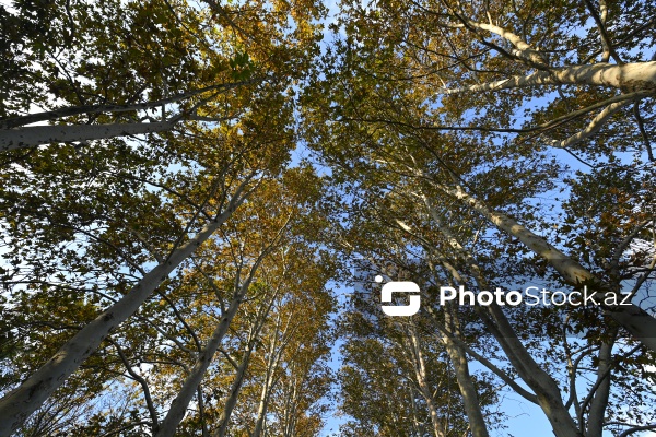 Payızın rənglərinə bürünən Mərkəzi Nəbatat Bağı