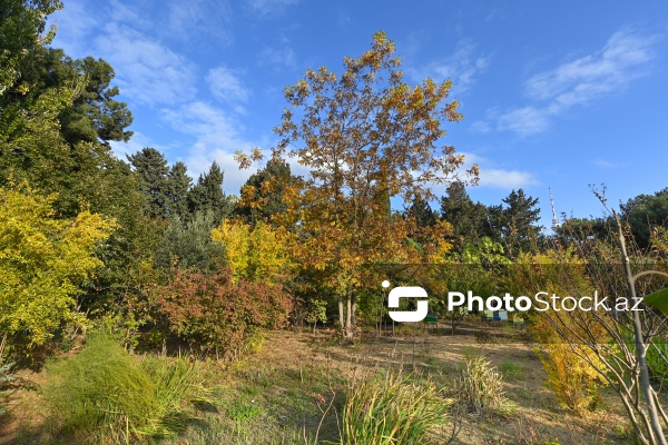 Payızın rənglərinə bürünən Mərkəzi Nəbatat Bağı
