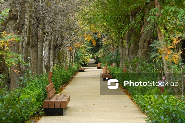 Payızın rənglərinə bürünən Mərkəzi Nəbatat Bağı
