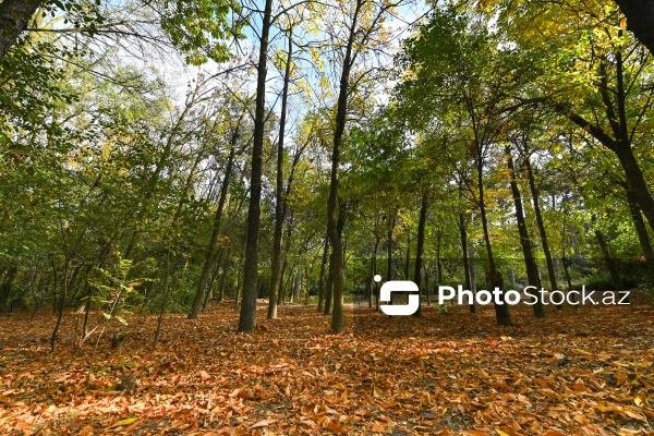 Payızın rənglərinə bürünən Mərkəzi Nəbatat Bağı