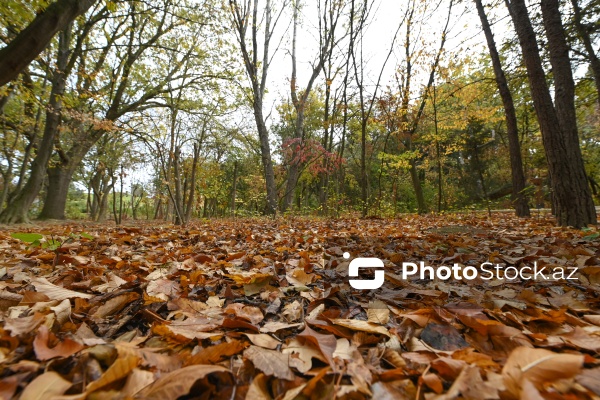 Payızın rənglərinə bürünən Mərkəzi Nəbatat Bağı