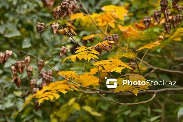 Payızın rənglərinə bürünən Mərkəzi Nəbatat Bağı