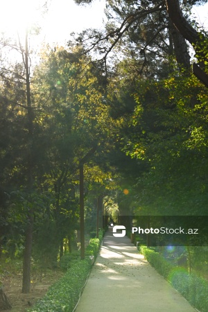 Payızın rənglərinə bürünən Mərkəzi Nəbatat Bağı