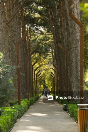 Payızın rənglərinə bürünən Mərkəzi Nəbatat Bağı