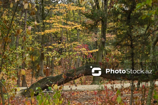 Payızın rənglərinə bürünən Mərkəzi Nəbatat Bağı