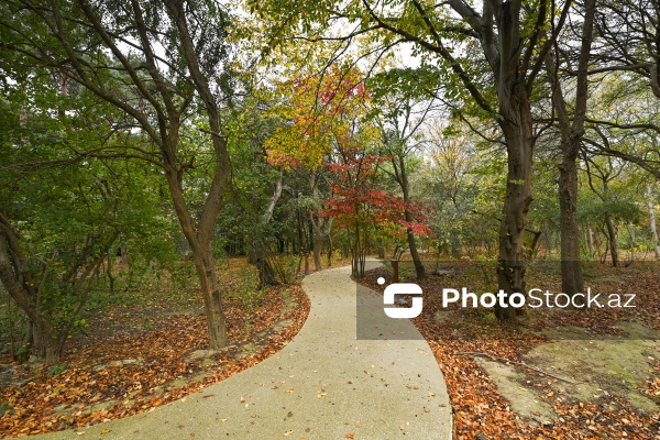 Payızın rənglərinə bürünən Mərkəzi Nəbatat Bağı