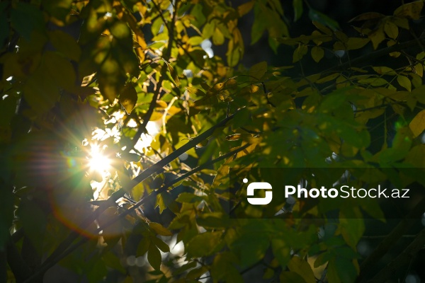 Payızın rənglərinə bürünən Mərkəzi Nəbatat Bağı