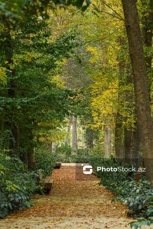 Payızın rənglərinə bürünən Mərkəzi Nəbatat Bağı