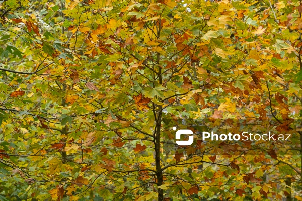 Payızın rənglərinə bürünən Mərkəzi Nəbatat Bağı