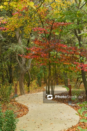 Payızın rənglərinə bürünən Mərkəzi Nəbatat Bağı