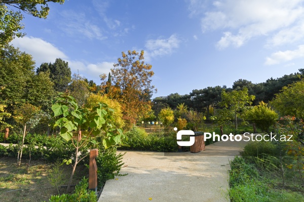 Payızın rənglərinə bürünən Mərkəzi Nəbatat Bağı