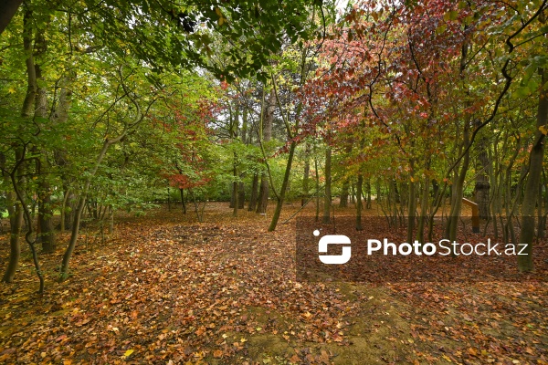 Payızın rənglərinə bürünən Mərkəzi Nəbatat Bağı