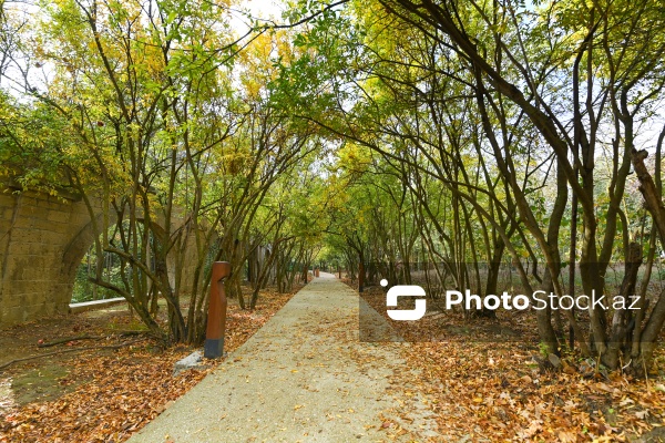 Payızın rənglərinə bürünən Mərkəzi Nəbatat Bağı