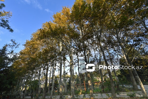 Payızın rənglərinə bürünən Mərkəzi Nəbatat Bağı