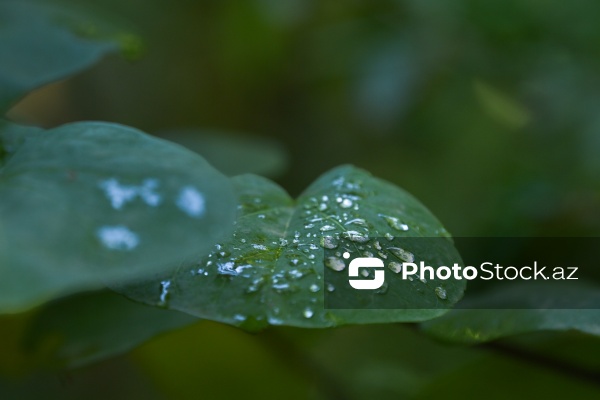 Payızın rənglərinə bürünən Mərkəzi Nəbatat Bağı