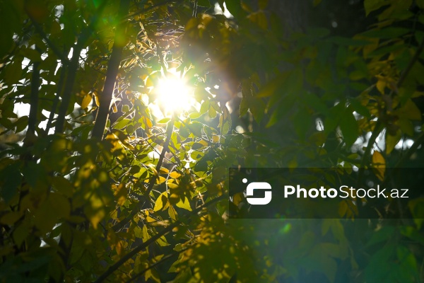 Payızın rənglərinə bürünən Mərkəzi Nəbatat Bağı