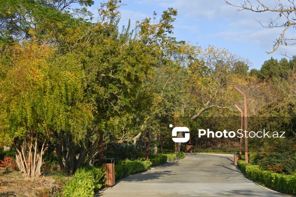 Payızın rənglərinə bürünən Mərkəzi Nəbatat Bağı