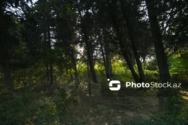 Payızın rənglərinə bürünən Mərkəzi Nəbatat Bağı