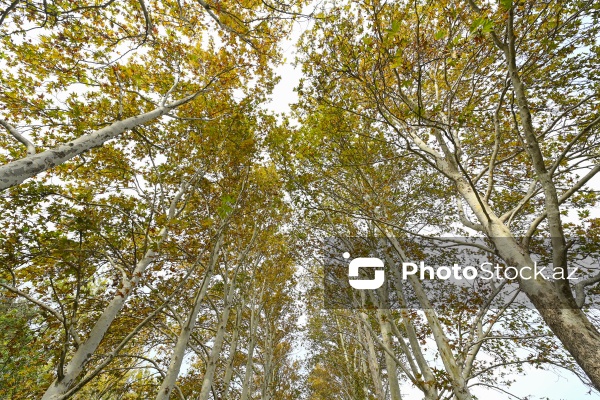 Payızın rənglərinə bürünən Mərkəzi Nəbatat Bağı