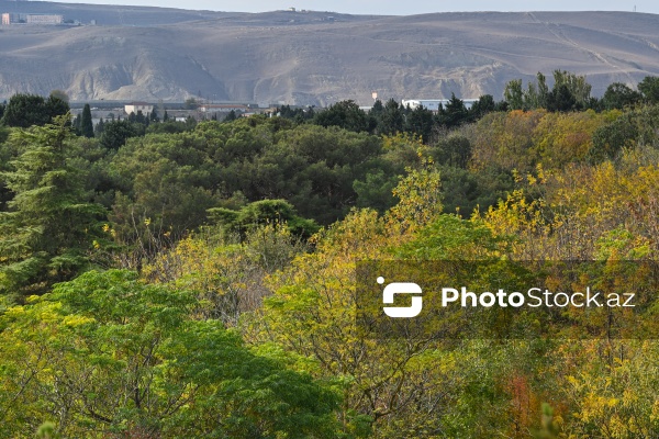 Payızın rənglərinə bürünən Mərkəzi Nəbatat Bağı
