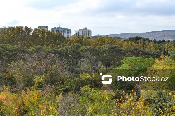 Payızın rənglərinə bürünən Mərkəzi Nəbatat Bağı