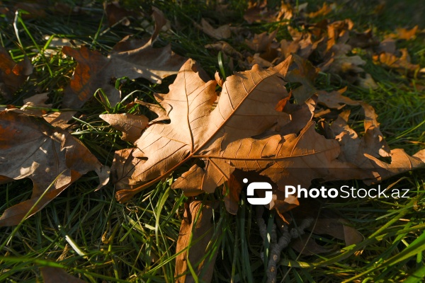 Payızın rənglərinə bürünən Mərkəzi Nəbatat Bağı
