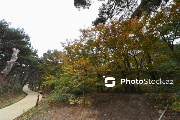 Payızın rənglərinə bürünən Mərkəzi Nəbatat Bağı