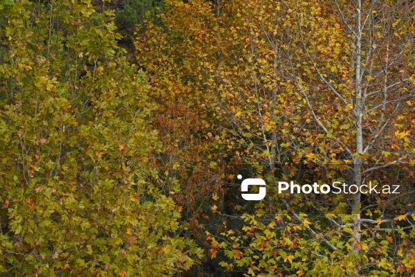 Payızın rənglərinə bürünən Mərkəzi Nəbatat Bağı