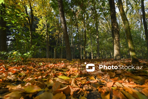 Payızın rənglərinə bürünən Mərkəzi Nəbatat Bağı