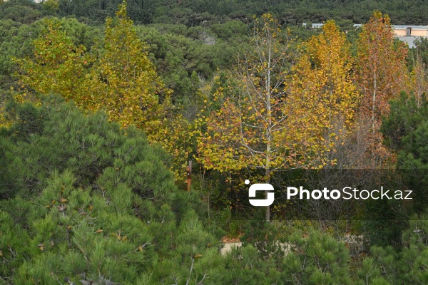 Payızın rənglərinə bürünən Mərkəzi Nəbatat Bağı