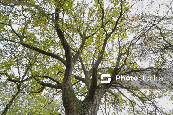 Payızın rənglərinə bürünən Mərkəzi Nəbatat Bağı