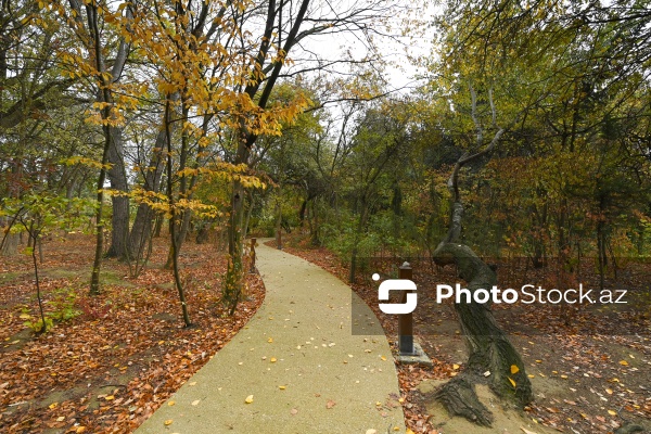 Payızın rənglərinə bürünən Mərkəzi Nəbatat Bağı
