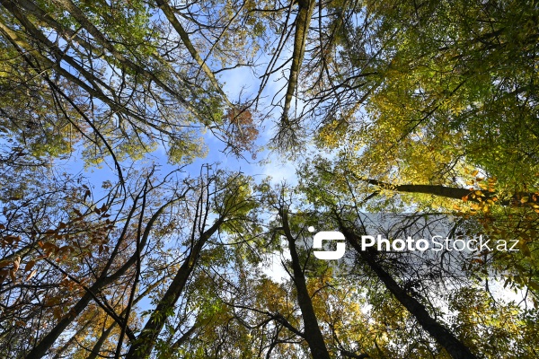 Payızın rənglərinə bürünən Mərkəzi Nəbatat Bağı