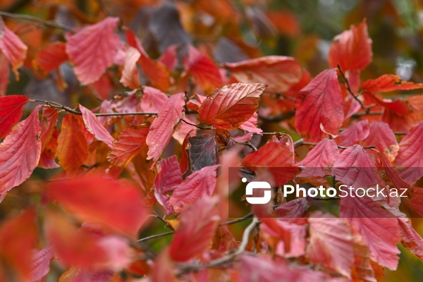 Payızın rənglərinə bürünən Mərkəzi Nəbatat Bağı