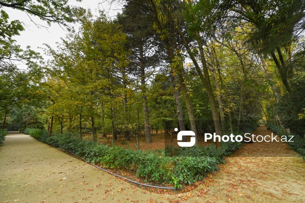 Payızın rənglərinə bürünən Mərkəzi Nəbatat Bağı