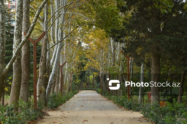 Payızın rənglərinə bürünən Mərkəzi Nəbatat Bağı