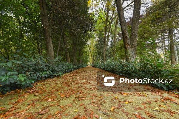 Payızın rənglərinə bürünən Mərkəzi Nəbatat Bağı