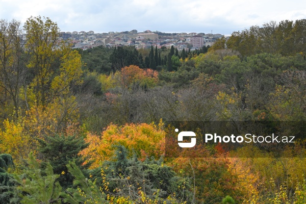 Payızın rənglərinə bürünən Mərkəzi Nəbatat Bağı