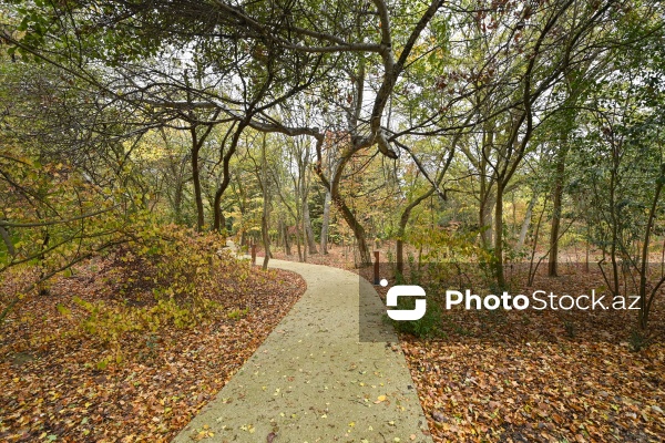 Payızın rənglərinə bürünən Mərkəzi Nəbatat Bağı