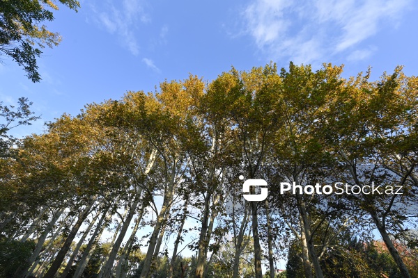 Payızın rənglərinə bürünən Mərkəzi Nəbatat Bağı