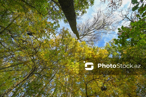 Payızın rənglərinə bürünən Mərkəzi Nəbatat Bağı
