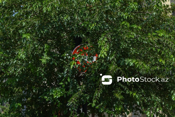 Paytaxt Bakıda baxımsız qalmış yol nişanları