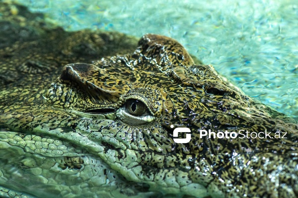 Paytaxtın Nərimanov rayonunda yerləşən Bakı Zooloji Parkı